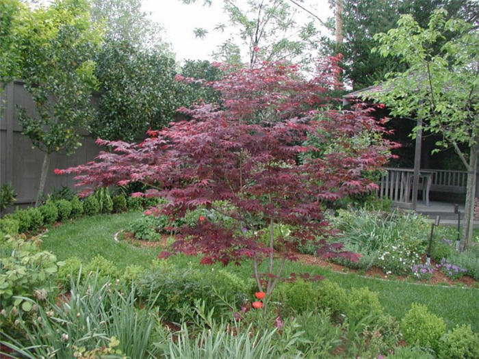 Acer palmatum 'Oshio Beni'