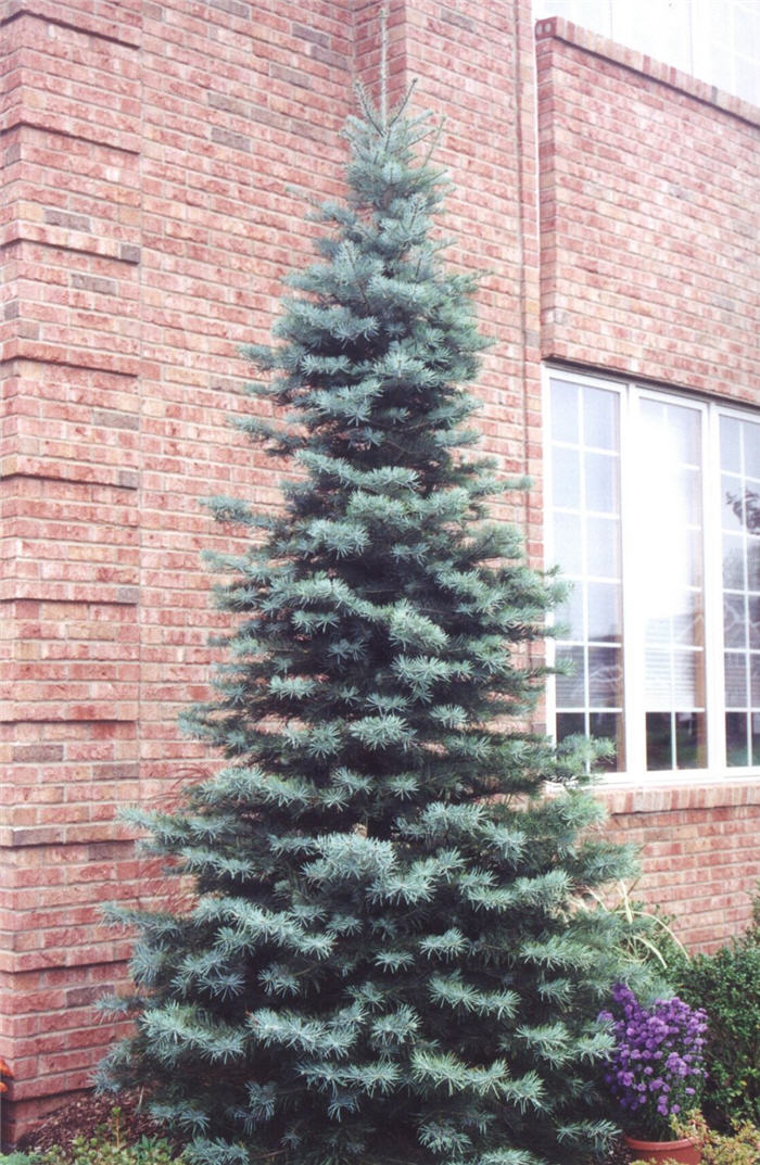 Grand Fir, Lowland Fir