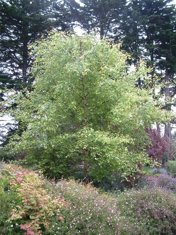 Betula jacquemontii