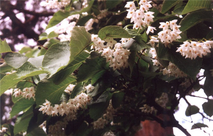 Styrax obassia