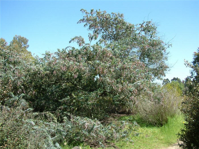 Fearnleaf Acacia