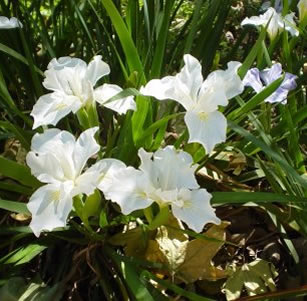 Shade Plants