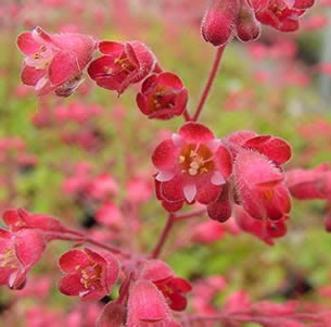 Drought Tolerant