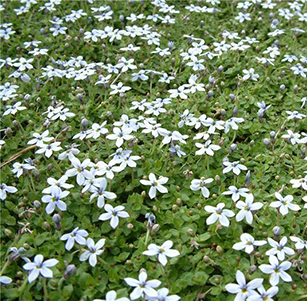 Ground covers