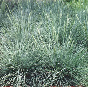 Ornamental Grasses