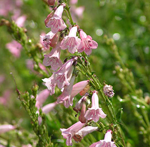 Low Water Perennials