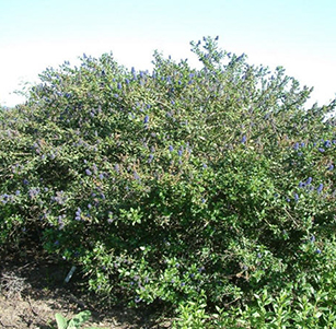 Screens and Hedges