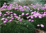 Sea Pink, Common Thrift