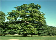 Western Catalpa