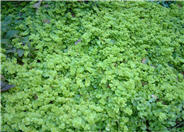 Creeping Jennie, Moneywort