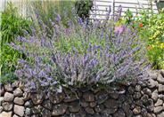 Catmint