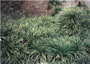 Mondo Grass, Lily Grass