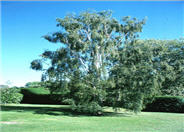 Cutleaf Weeping Birch