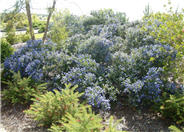 Julia Phelps California Lilac