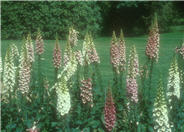 Common Foxglove