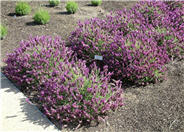 Otto Quast Spanish Lavender