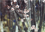 Mt. St. Helens Purple Leaf Plum