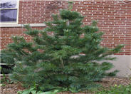 Vanderwolf's Blue Pine
