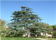 Deodar Cedar