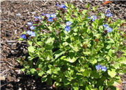 Dwarf Plumbago