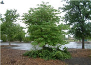 Eastern Redbud