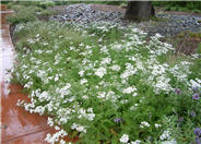 Common Yarrow, Mifoil