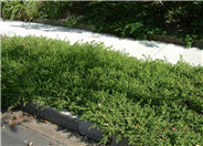 Prostrate Coyote Brush