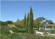 Italian Cypress
