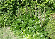 Acanthus, Bear's Breech