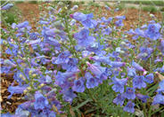 Foothill Penstemon