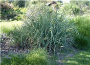 Canyon Prince Wild Rye