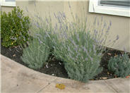 Provence Blue Lavandin