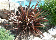 Dazzler Flax