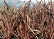 Guardsman Flax