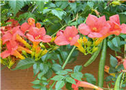 Trumpet Creeper