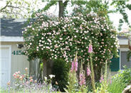 Cecile Brunner Rose (polyantha)