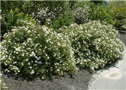White Rockrose
