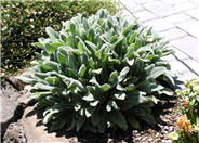 Lamb's Ear