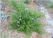Blue Blossom Ceanothus