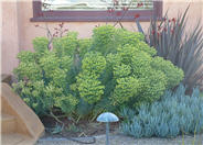 Yellow Bush Spurge