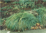 Black Sedge