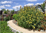 Jerusalem Sage