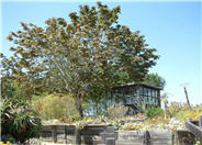 Oregon Bigleaf Maple