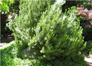 Mugho Pine