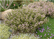 Pink Breath Of Heaven