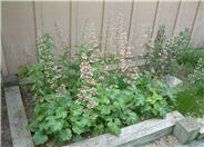 White Cloud Coral Bells