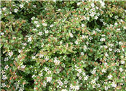 Bearberry Cotoneaster