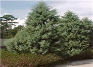 Arizona Cypress Blue Ice