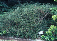 Rock Cotoneaster