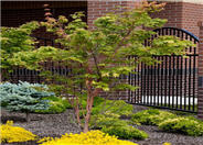 Senkaki Maple